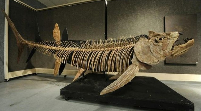 Fosil Ikan Raksasa Berusia 70 Tahun Ditemukan di Argentina